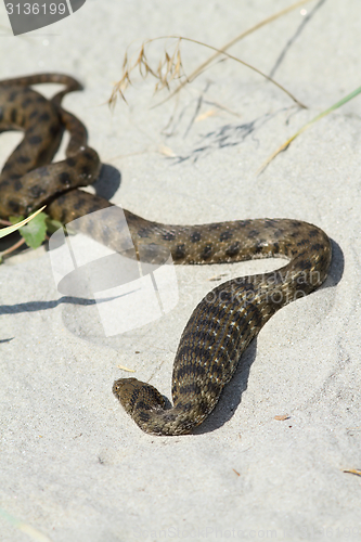 Image of dice snake after eating a fish