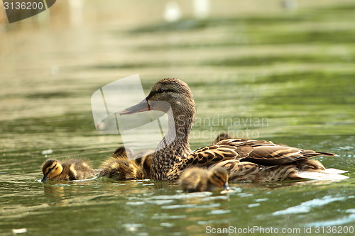 Image of mother duck with babies