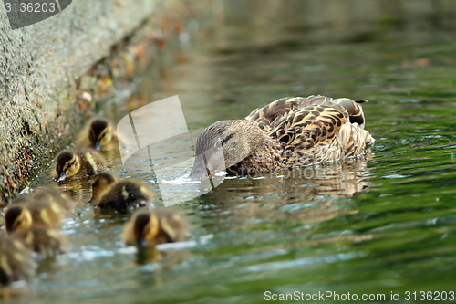 Image of mallard duck family on the water, female with ducklings ( Anas platyrhynchos )