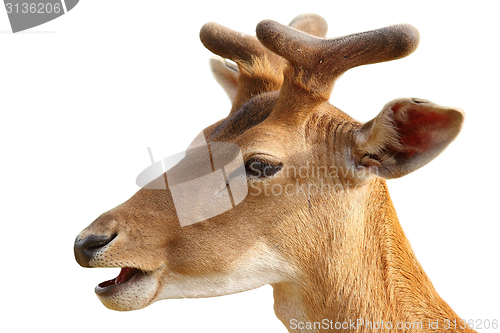 Image of isolated portrait of young fallow deer buck