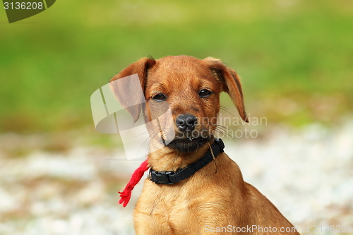 Image of cute beige puppy portrait