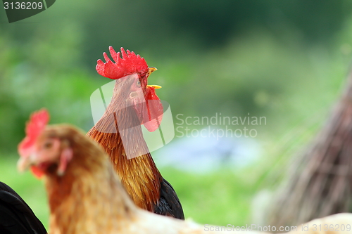 Image of singing rooster over green background