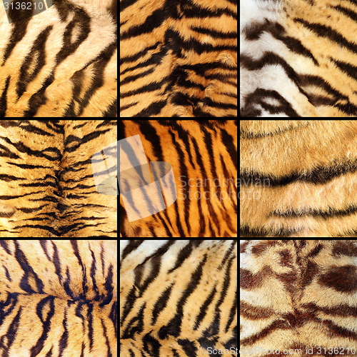 Image of collection of tiger stripes