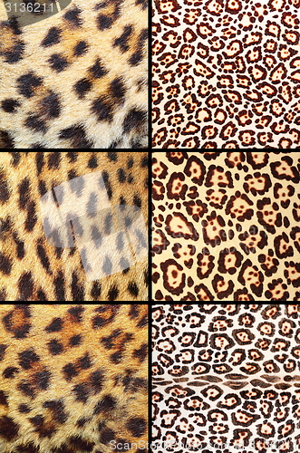 Image of collection of different leopard pelts
