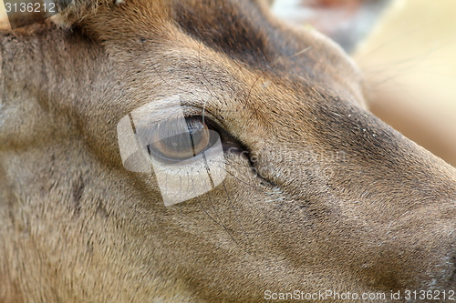 Image of detail on fallow deer buck eye