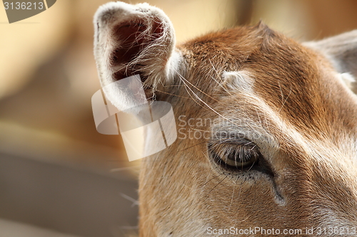 Image of closeup of fallow deer hind, eye detail