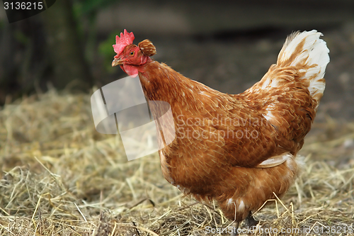 Image of interesting hen at the farm