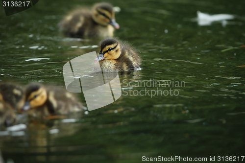 Image of tiny mallard duck