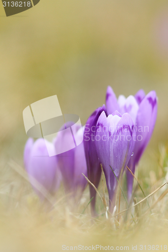 Image of beautiful wild saffron crocus