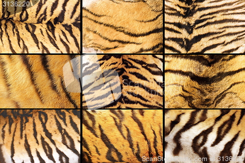 Image of collection of tiger fur closeups