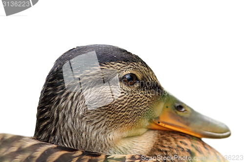 Image of isolated portrait of a female mallard