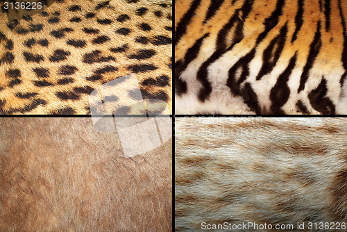 Image of wild felines fur collection