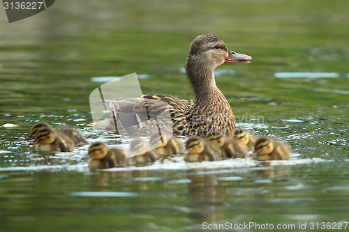 Image of mother mallard with ducklings on water surface