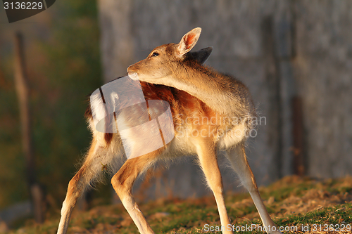 Image of fallow deer calf scratching
