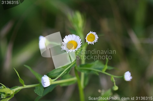 Image of Chamomile