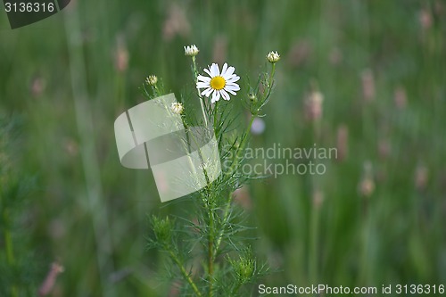 Image of Chamomile