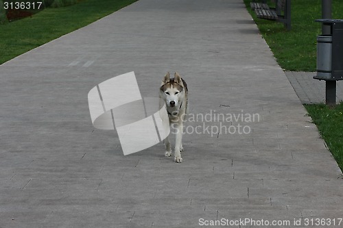 Image of Lonely husky