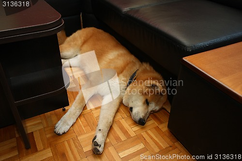 Image of Akita Inu puppy