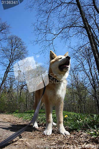 Image of Akita Inu puppy