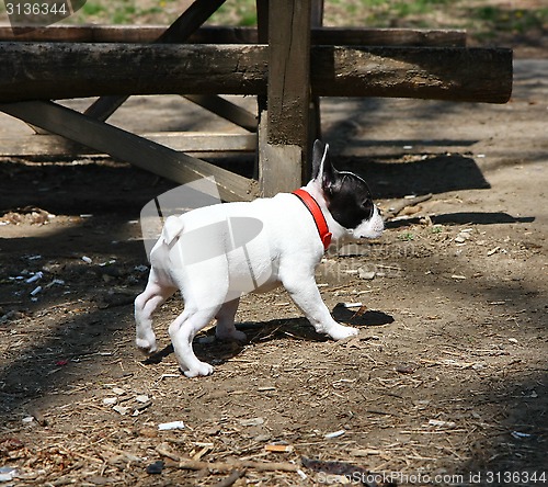 Image of French Bulldog