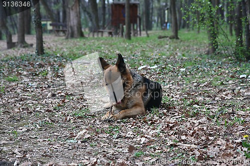 Image of  German shepherd