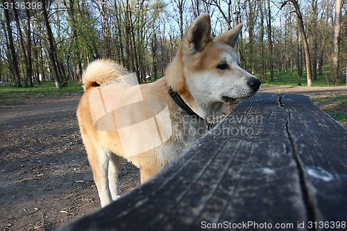 Image of Akita Inu puppy