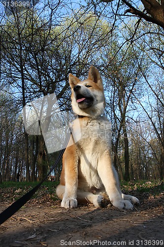 Image of Akita Inu puppy