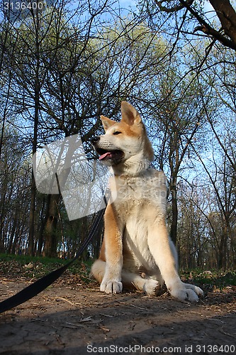 Image of Akita Inu puppy