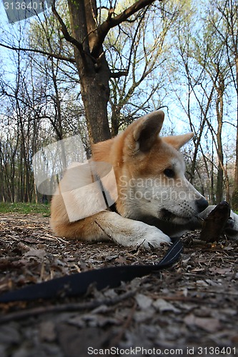 Image of Akita Inu puppy