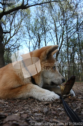 Image of Akita Inu puppy