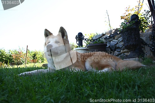 Image of Akita Inu puppy