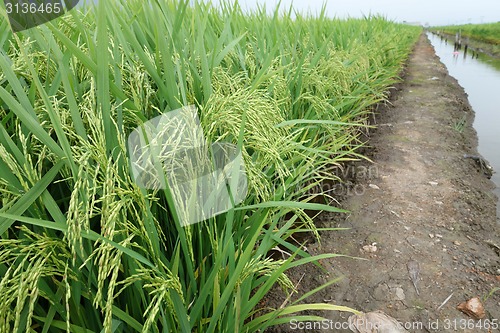 Image of Paddy field