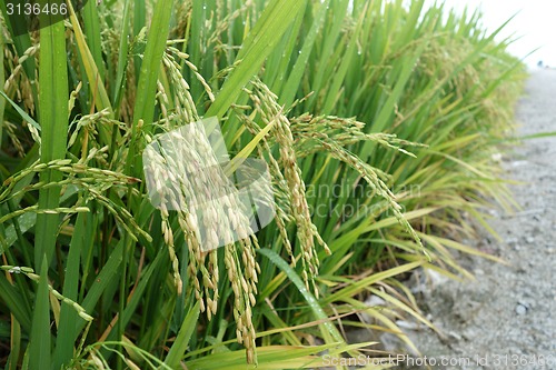 Image of Ripe rice grains in Asia before harvest