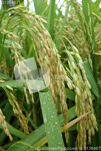 Image of The ripe paddy field is ready for harvest