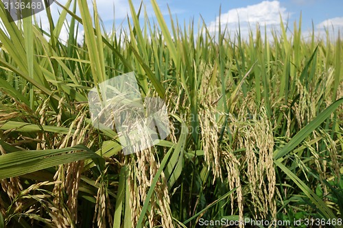 Image of The ripe paddy field is ready for harvest