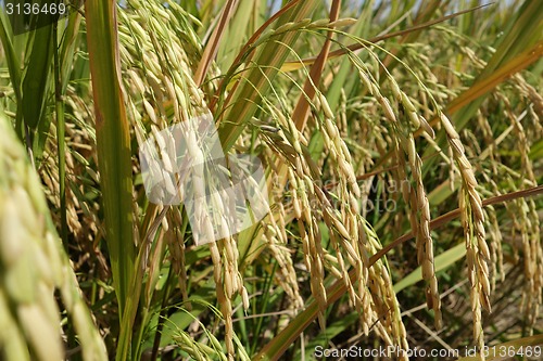 Image of The ripe paddy field is ready for harvest