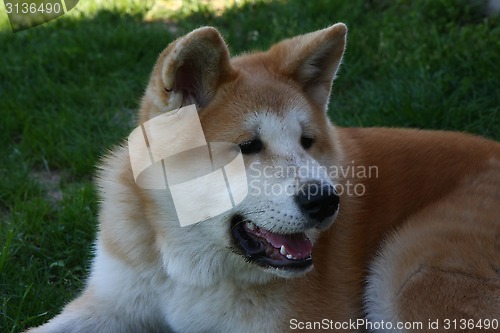 Image of Akita Inu puppy