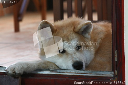 Image of Akita Inu puppy