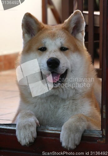 Image of Akita Inu puppy