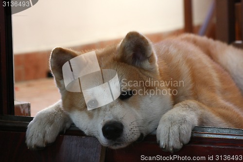 Image of Akita Inu puppy