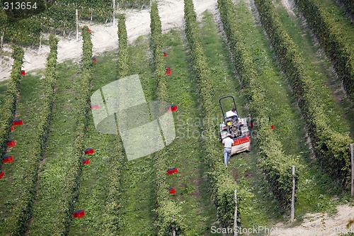 Image of Vineyard - Piedmont