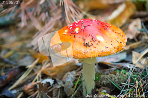 Image of Mushroom mushroom in a forest glade.