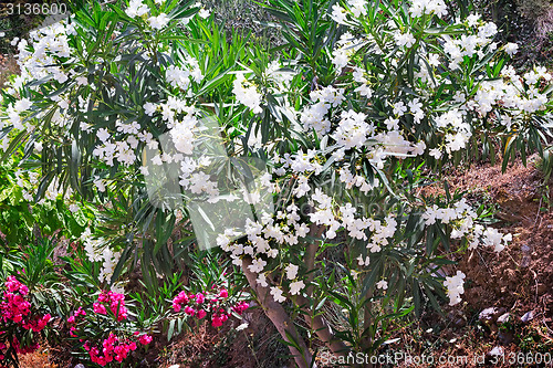 Image of Beautiful flowering Bush white oleander , illuminated by the sun