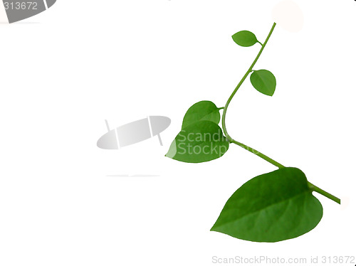 Image of Elegant green ivy twig over white back ground