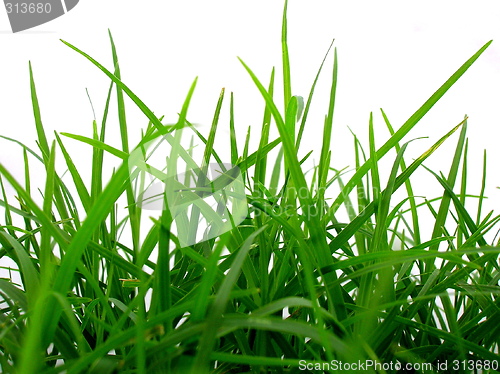 Image of Green grass on white back ground