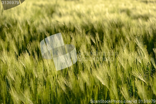 Image of Closeup photo of some fresh wheat