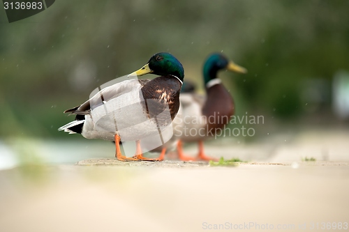 Image of Duck on green grass