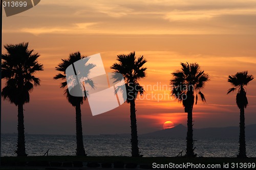 Image of sun set and palms