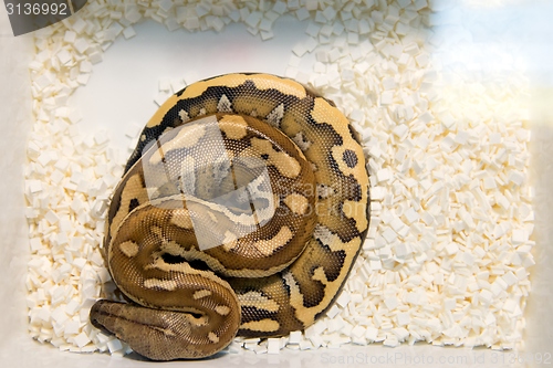 Image of Young snake photo from above