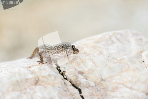 Image of Gecko lizard on rocks 